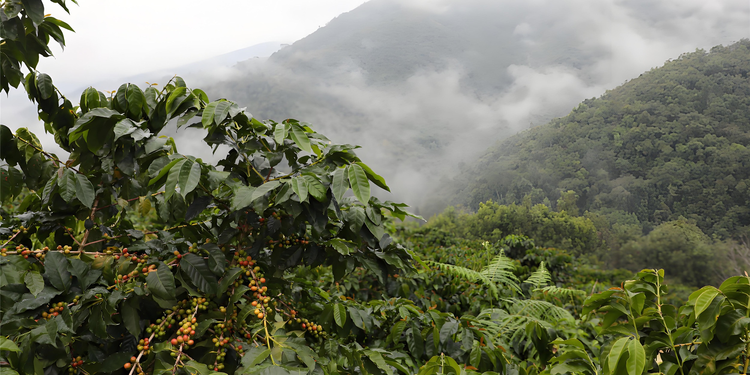Yunnan is located between 15 ° N and Tropic of Cancer, belonging to the world's golden coffee belt