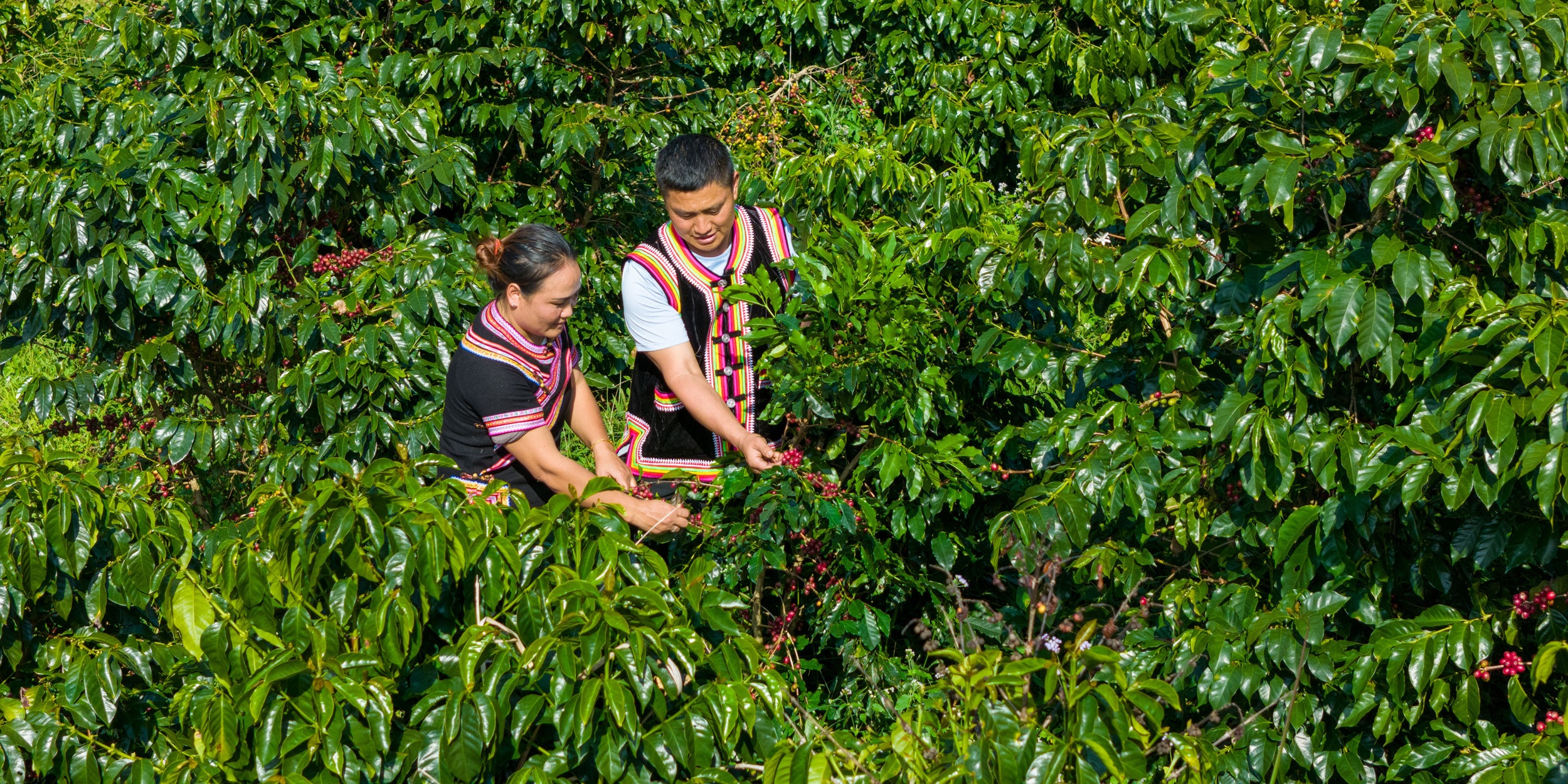 Low latitude, high altitude, large temperature difference between day and night, fertile soil, abundant sunshine, and abundant rainfall provide an ideal environment for coffee growth