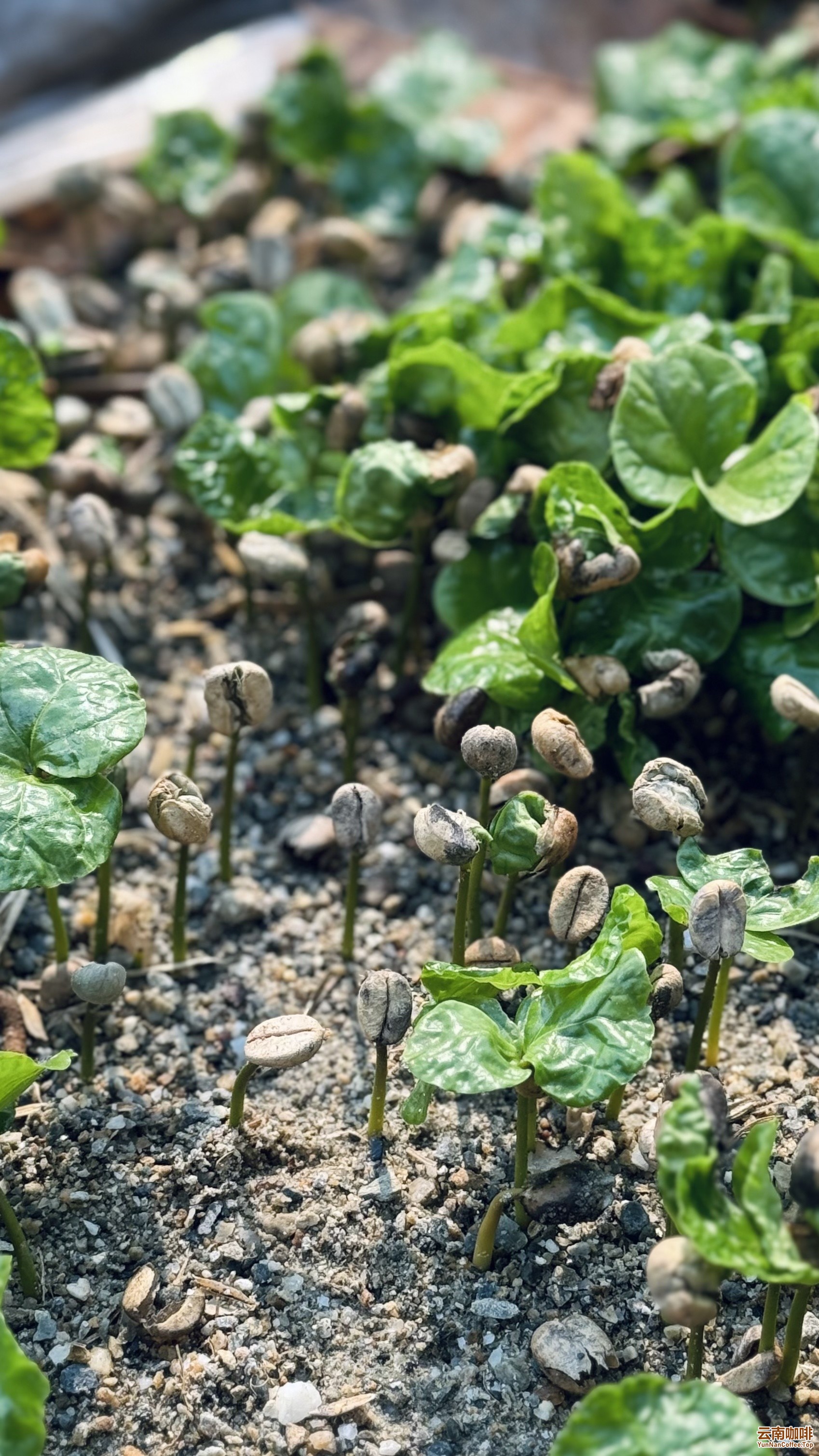 1713080333948886.jpg?x-oss-process=style/w10