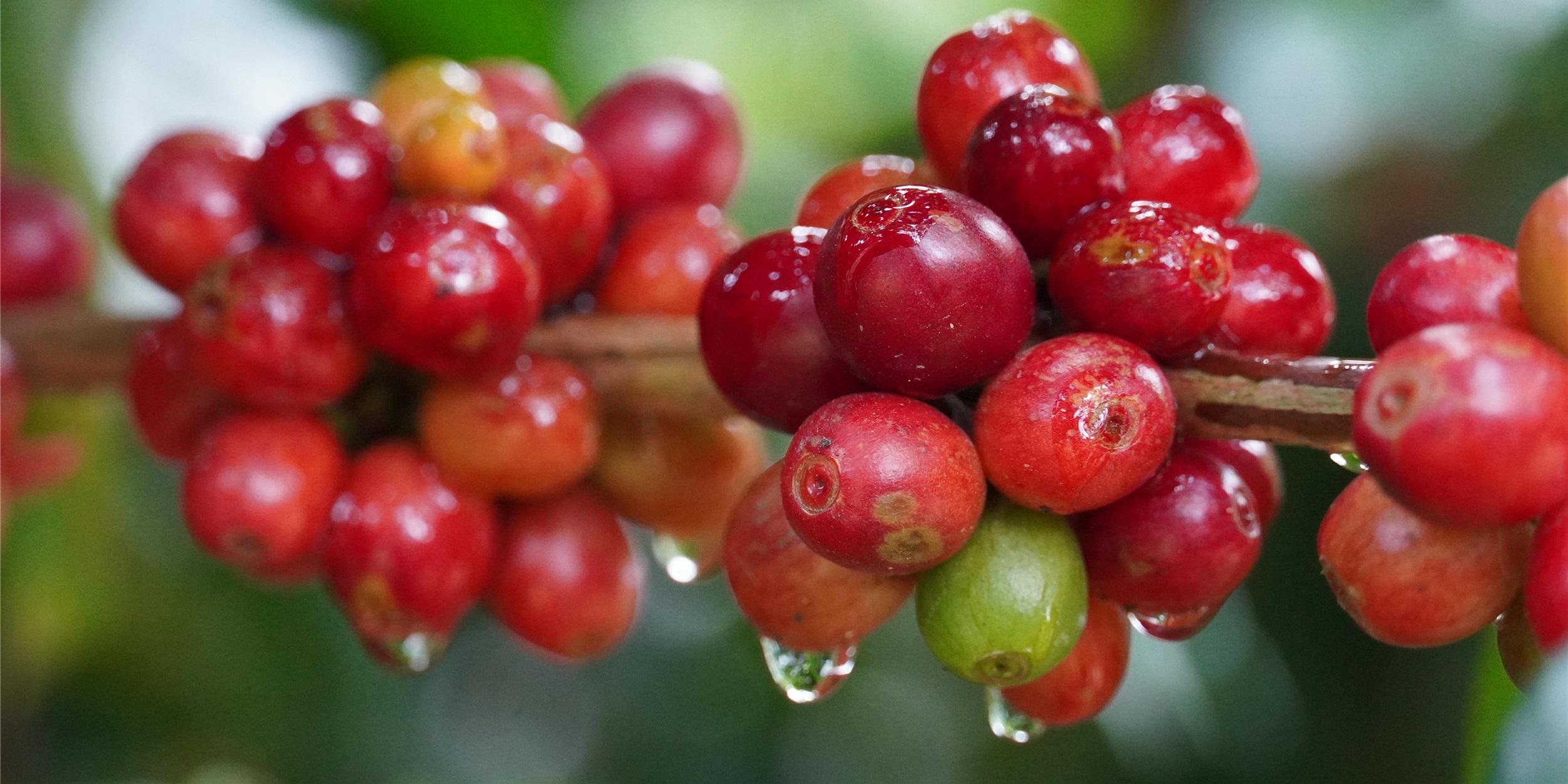 Ideal environment for high-quality fruits