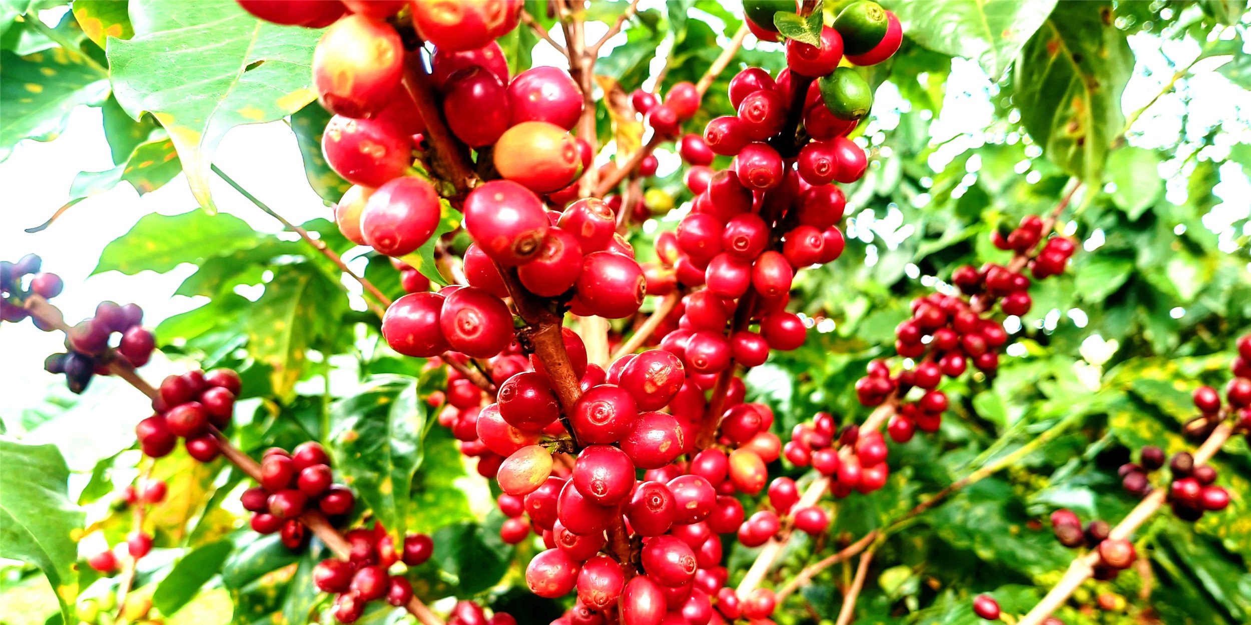 Abundant fruits are incredibly tempting
