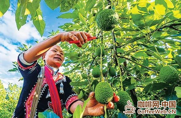 孟连农户在采摘牛油果。新华社记者 江文耀 摄