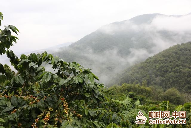 宁洱种植的瑰夏咖啡。陶平摄