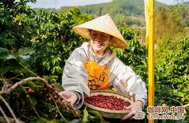 咖农在采摘咖啡。思茅区融媒体中心供图