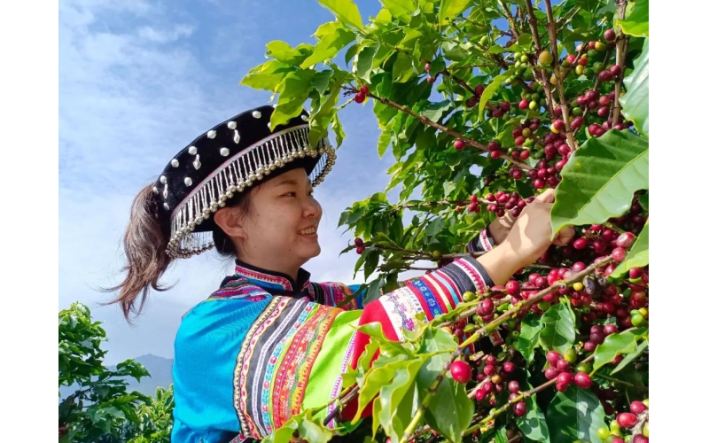 云南咖啡的主要产地在哪里？Where are the main coffee producing areas in Yunnan?