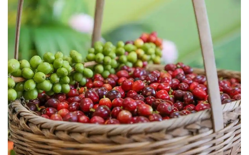 上半年出口货值达6.5亿元 云南咖啡加快"出海"步伐 In the first half of the year, the export value of Yunnan coffee reached 650 million yuan, accelerating the pace of "going global"