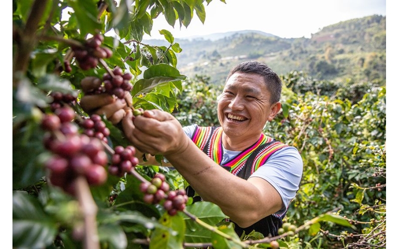 云南咖啡为啥能&ldquo;代表中国&rdquo;？Why does Yunnan coffee represent China?