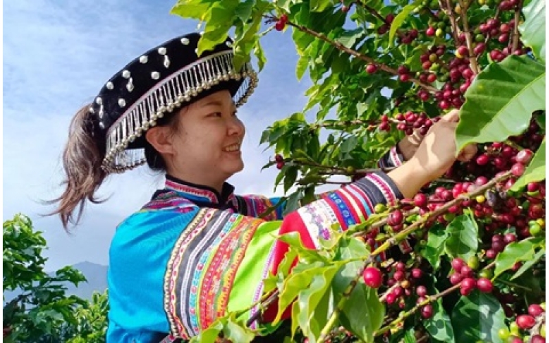 云南咖啡产业未来5年（2026&ndash;2030）核心预判  Core forecast of Yunnan coffee industry in the next 5 years (2026-2030)