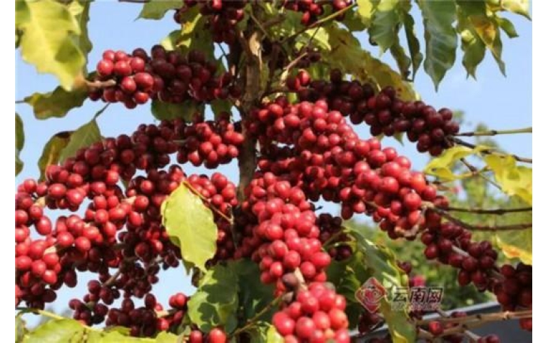 云南小粒咖啡的种植技术Planting Techniques of Yunnan Small Grain Coffee