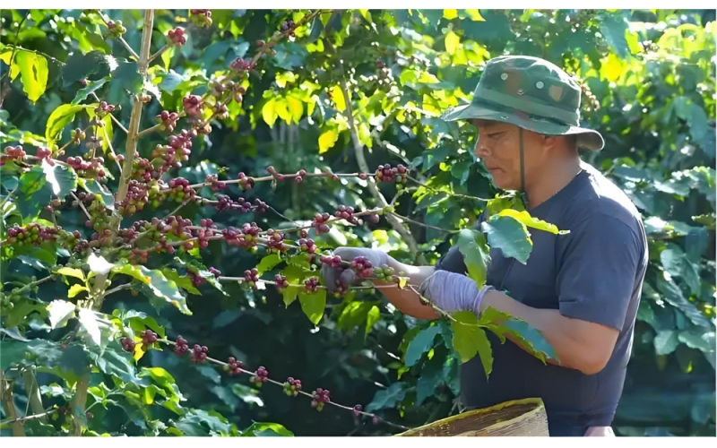中国云南今年咖啡收成情况预测 Forecast of coffee harvest in Yunnan, China this year