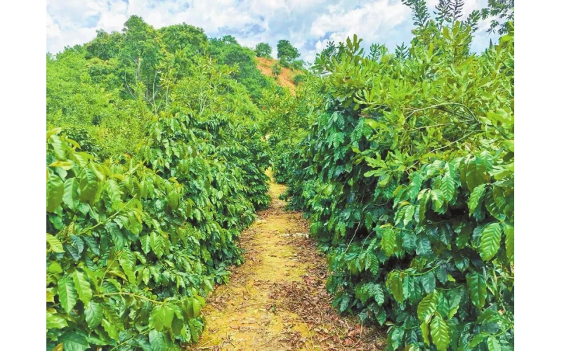 云南省临沧市永德县亚练乡探索临沧坚果与咖啡套种模式 &ldquo;坚果+咖啡&rdquo; 经济生态双赢 Exploration of Lincang Nut and Coffee Interplanting Model in Yalian Township, Yongde County, Lincang City, Yunnan Province: "Nut+Coffee" 