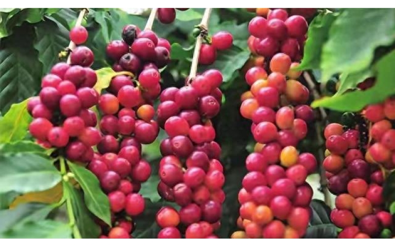 咖啡：从热带乔木到世界饮品的植物传奇Coffee: A Plant Legend from Tropical Trees to World Beverages