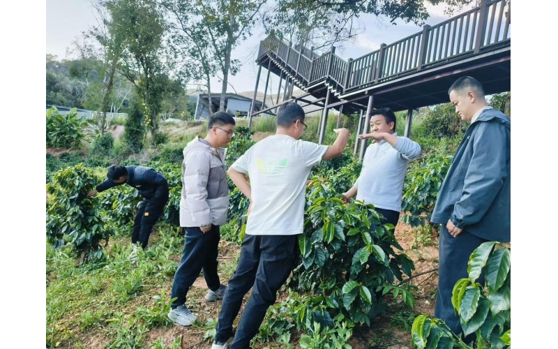 云南省农科院驻村工作队助力平寨村咖啡产业提质升级Yunnan Academy of Agricultural Sciences stationed in villages to assist Pingzhai Village in upgrading the quality of coffee industry