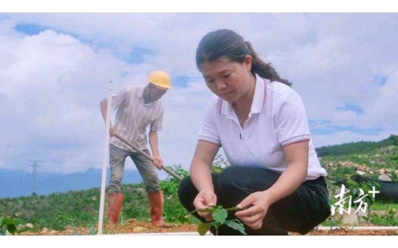 油茶树下种咖啡，江门这个镇有了&ldquo;林下经济&rdquo;新打法Planting coffee under oil tea trees, Jiangmen town has a new strategy of "forest economy"